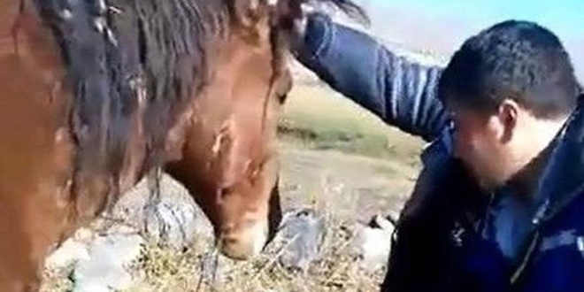 Akıllara durgunluk veren olay! Atı bu halde buldular