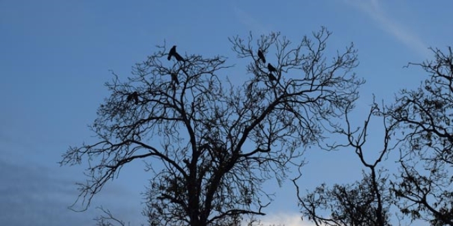 Ku� avlayay�m derken 9 ya��ndaki �ocu�u vurdular