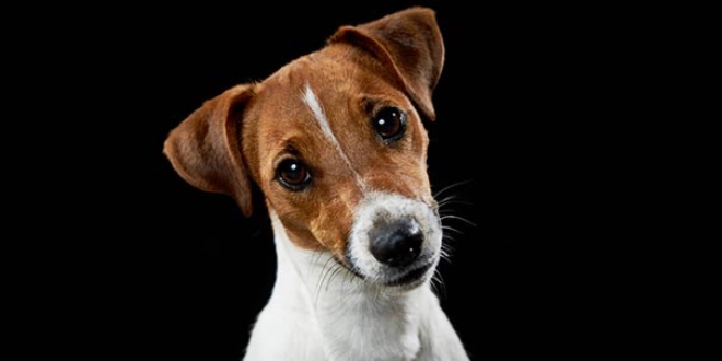 Apartmanda köpek bakımıyla ilgili Yargıtay'dan emsal karar
