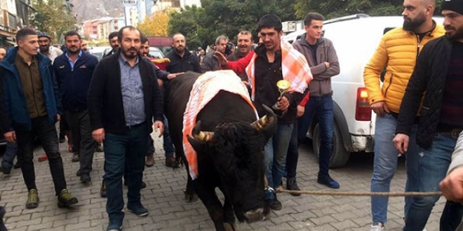 Şampiyon boğaya coşkulu karşılama