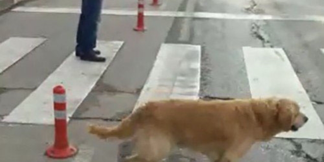 Yaya geçidini kullanan köpek kameralara yansıdı