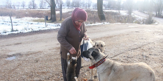Kangallar ile kedilerin şaşırtan dostluğu