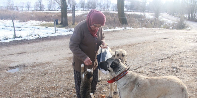 Kangallar ile kedilerin artan dostluu