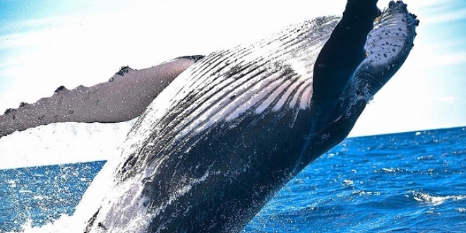 Katil balinalarn karakterleri insanlar ve empanzelerle benzer