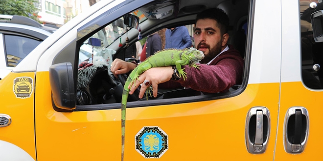 İguanasıyla yolcu taşıyor