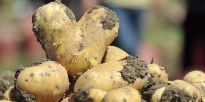 'Patateste marka haline geldik'