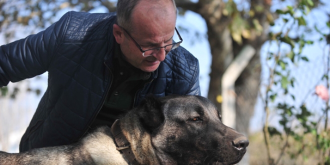 Otomobil fiyatına Kangal köpeği