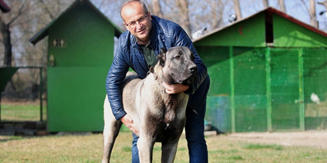 Otomobil fiyatına Kangal köpeği