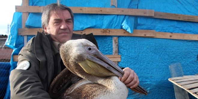 U�maktan yorulan pelikan bah�eye indi