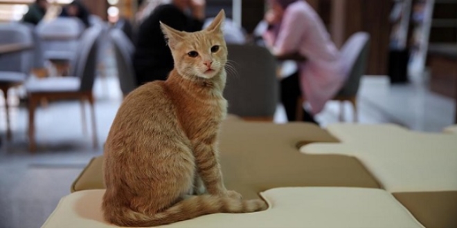 Millet k�raathanesinin sevimli misafiri 'M�d�r'