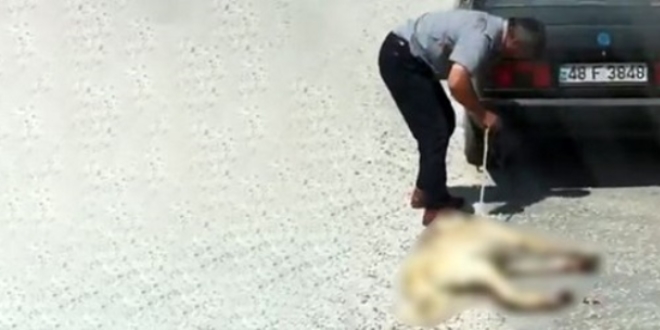 Köpeğini aracının arkasına bağlayan sürücüye bakım evi cezası