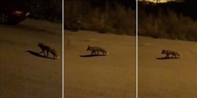 Aç kalan tilki kent merkezine indi