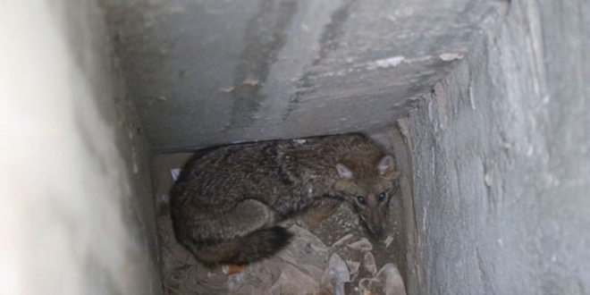 Okulun havaland�rma bo�lu�una d��en �akal kurtar�ld�