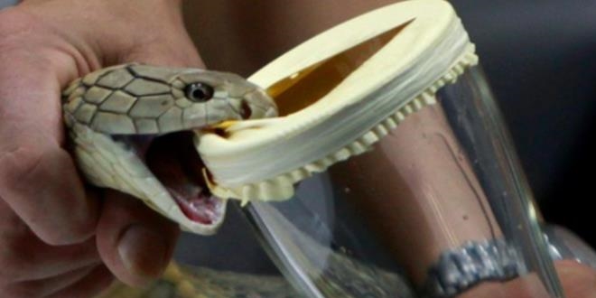 Antalya'da 34 tp kobra zehri ele geirildi