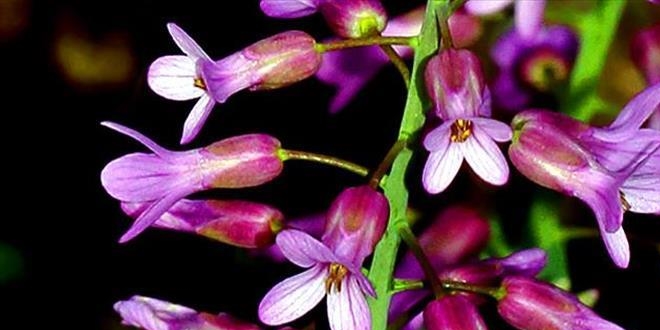 D�nya literat�r�ne ka�ifinin ad�yla girdi