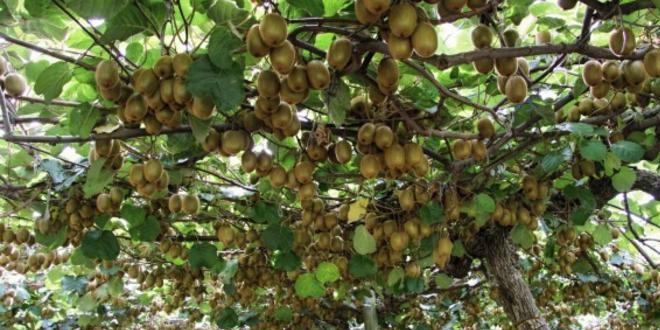 Ordu kivisi marka olma yolunda