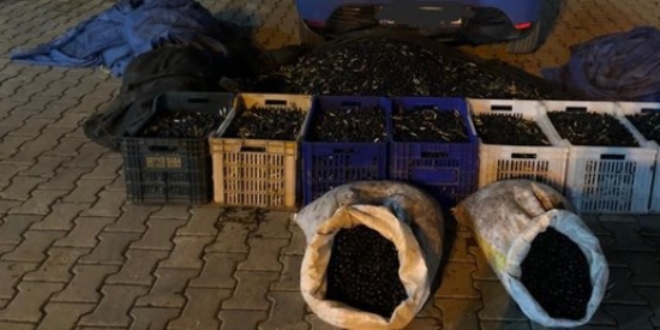 Zeytin hırsızları yakalandı