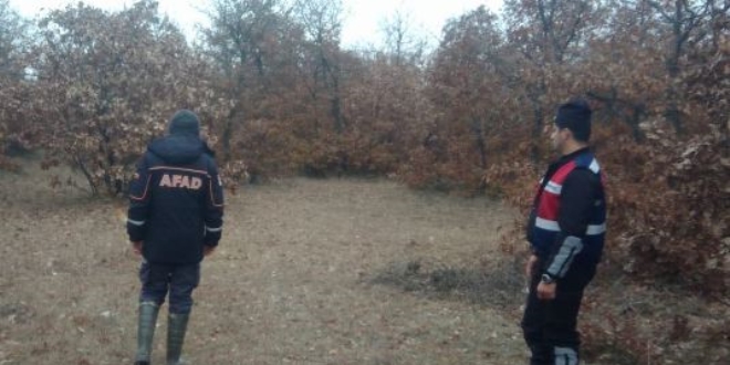 Domuzdan korkunca ormanlık alanda geceyi ağaç üzerinde geçirdi
