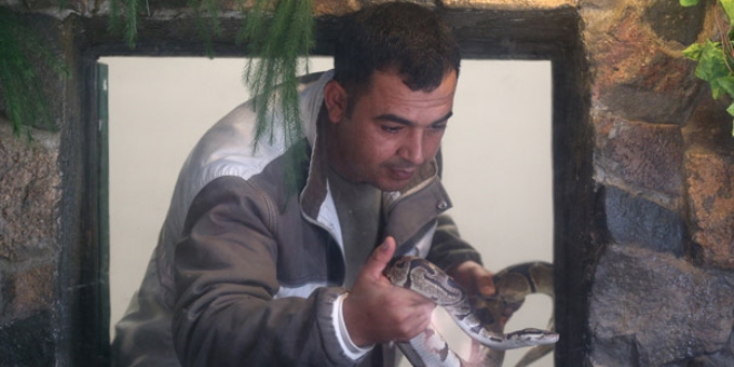 Mesleğini bıraktı, yılan bakıcısı oldu