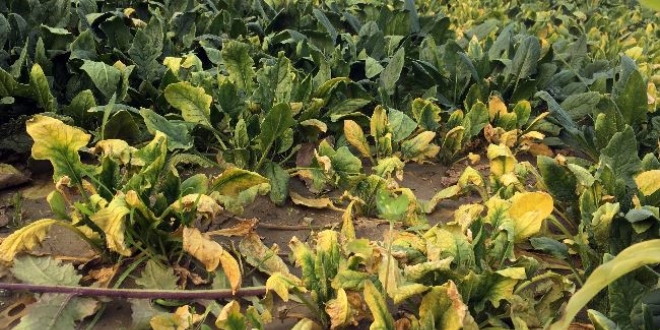 Ispanaklar tarlada kald�