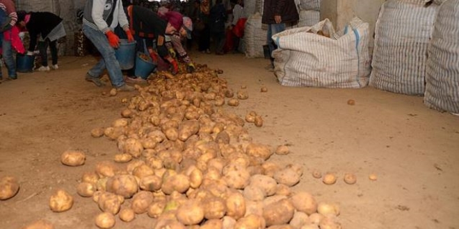 Ahlat patatesi tohumlar yurt d pazarnda