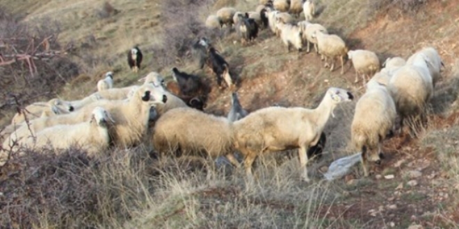 Sivas'ta kkba hayvanlarda veba salgn