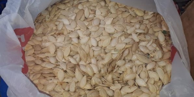 Organik kabak çekirdeğinin kilosu 25 TL'den satıyor