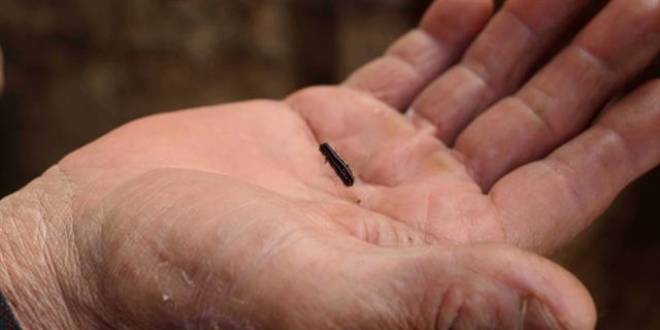 Hatay'da mahalleyi b�cekler istila etti