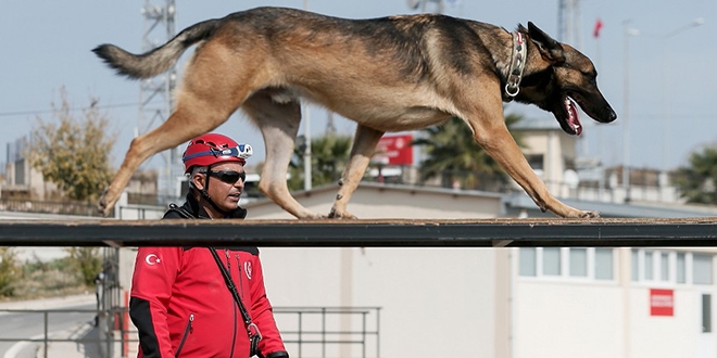 Hayat kurtaran köpekleri yetiştiriyor