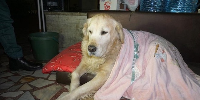 Pasajın maskotu 'Max'e bebek gibi bakıyorlar
