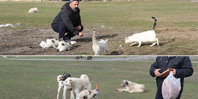 Köyün kedi ve köpekleri muhtara emanet