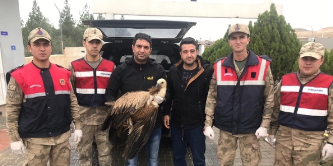 Yaralı akbabayı jandarma kurtardı
