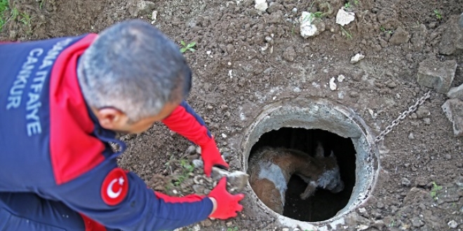 Havlayan köpeği takip edince gözlerine inanamadılar