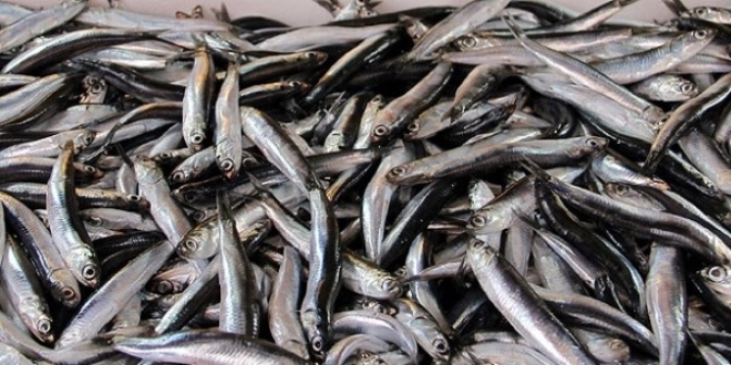Karadeniz'de hamsinin kilogramı 5 liraya düştü