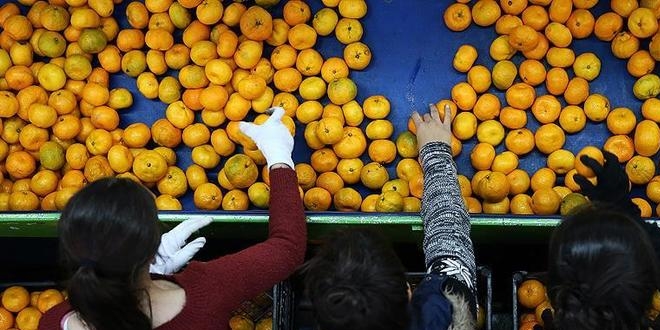 T�rk narenciyesine Avrupal�lar ra�bet g�steriyor