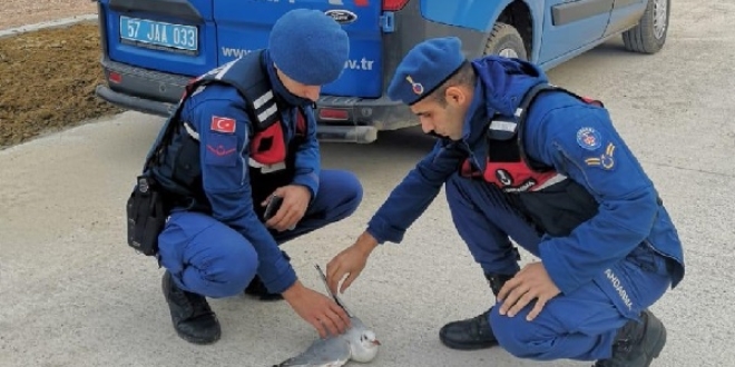 Yaralı martıya jandarma şefkati
