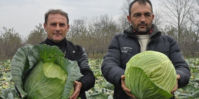 Lahanada fiyat sevindirdi, rekolte üzdü