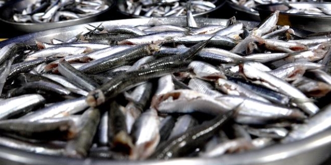 Karadeniz'de ucuz hamside sona geliniyor