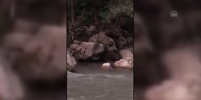 Kaymakam koruma altındaki su samurunu görüntüledi