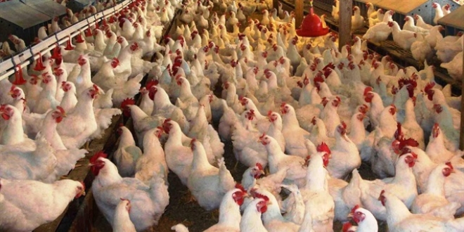 Şanlıurfa'da kuş gribi şüphesi, 200 tavuk itlaf edildi