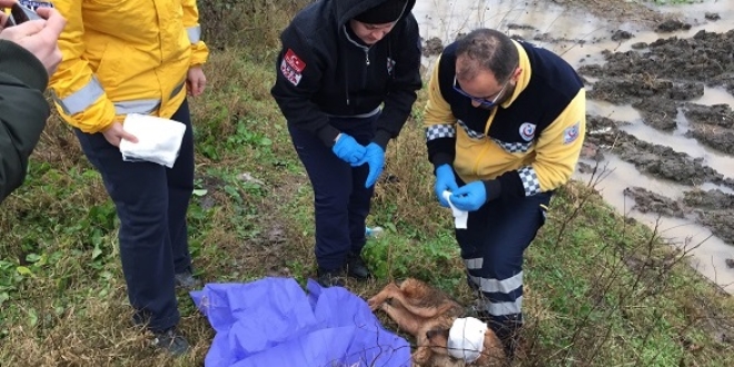 Otomobilin çarptığı köpeğe 112 Acil Servis ekibi müdahale etti