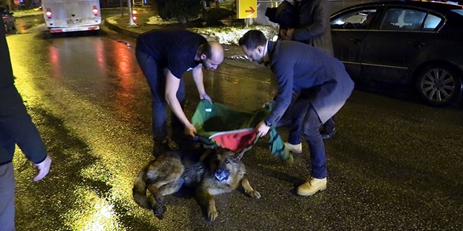 Veteriner, yaral� k�pek i�in montunu sedye yapt�