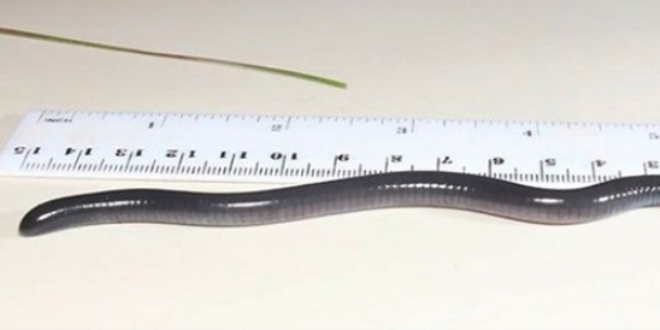 Ke�fedilen canl�ya 'Trump' ad� verilecek