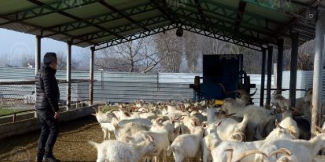 'Dondurma sütü merakı' doktoru çiftlik sahibi yaptı