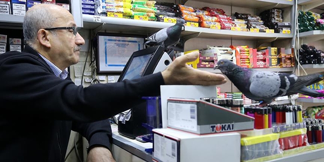 'Leblebici' güvercinler büfenin müdavimi oldu