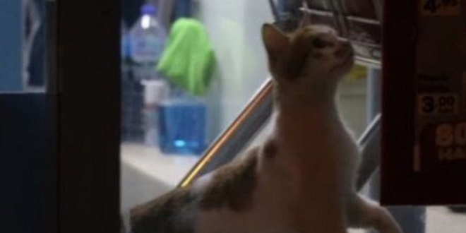 Aydn'da kedi alarm polisi harekete geirdi