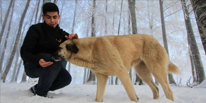 Öğretmen ve öğrencilerden sokak köpeklerine mama desteği
