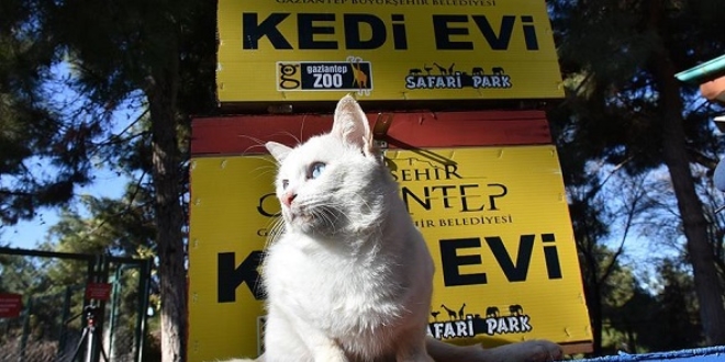 Eski ahşap seçim sandıkları kedilere yuva oldu