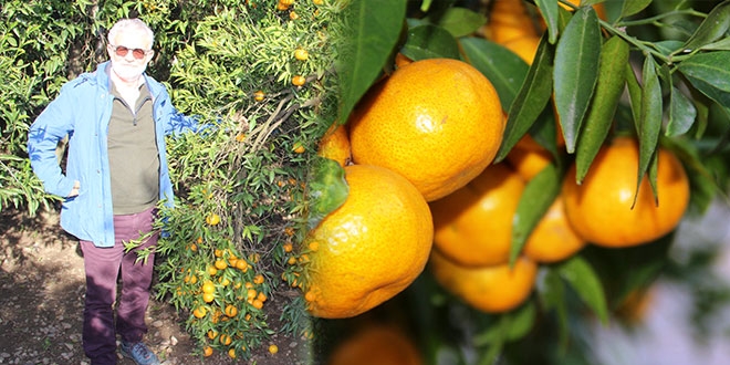 Bodrum'un sar� alt�n� de�er g�rmeyi bekliyor