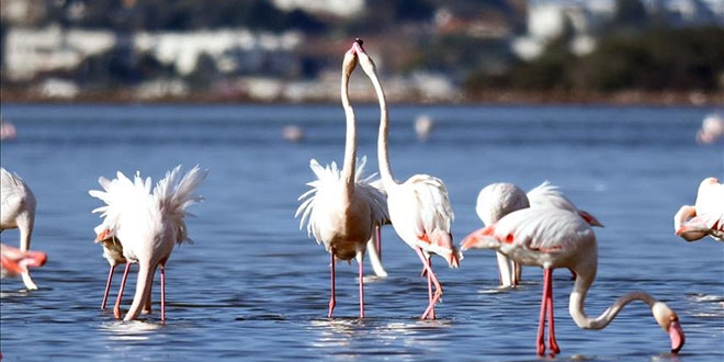 Tuzla Sulak Alanı'na flamingo akını
